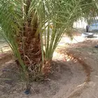 يوجد لدينا فروخ صقعي وخلاص لتواصل على الرقم