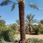 نخل تكريب توريد نخل صيانه كامله