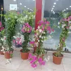 مشتل زرع طبيعي