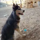 جده حي الوفاء