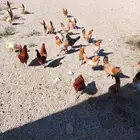 دجاج بلدي بياض