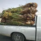 السلام عليكم ورحمه الله وبركاته عندنا نخل طيب متواجد في مكه