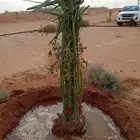 نخل عربي مثمر ونخل واشنطني جميعها منتجه