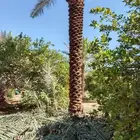 توريد نخيل ملوكي والعربي والواشنطني