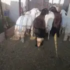 يوجد لدينا ذبايح خرفان جميع الاحجام