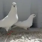 حمام باكستاني وحشي مطيار شرط