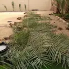 تكريب النخل وتنضيفه أشغال النخل وقلع الفروخ النخل وغرس