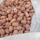 سلام عليكم اليوم عندنا اتمر حبه طيبة وفخخر اتوصل جول