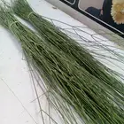 المرخ الجيزاني الطازج الاخضر الجديد الرياض الحله يصل ج جيزان