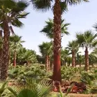 توريد نخيل واشنطني والزيتون