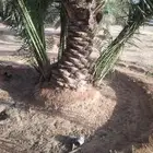 نخيل شقراء