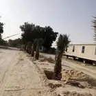 زراعه نخيل وشبوك