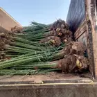 نخل فسائل جميع الانواع والاحجام بالقصيم