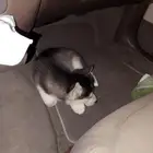 كلب هاسكي نضيف جرو عمره 3شهور البيع مستعجل