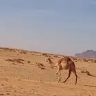 البيع بكره ذلول لاب الرمز جدها ابو ابوها الرمز حق علي سند