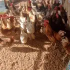 دجاج وديوك لوهمن وبرهما