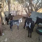 تيوس عوارض مخصاه العدد 5