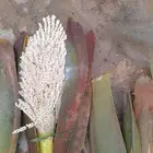 لقاح طازج جديد