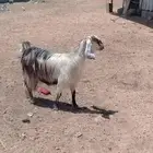 للبيع عنز عارضيه سنوي ثنيه لبون شرط من جميع الأمراض على ا