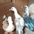 بط للبيع مصري