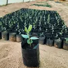 شتلات سدر بلدي بسعر مغري