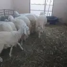 يوجد لدينا ذبايح خرفان جميع الاحجام