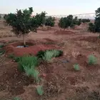 زيتون للبيع وتين لتواصل