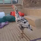 دجاجه سندي فولي