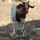 تيس فحل للبيع