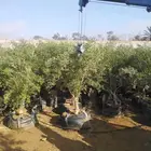 يوجد لدينا اشجار زيتون