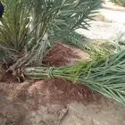 صقعي مجدول برحي سكري اخلاص