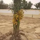 نخل نخيل مثمر مجدول سكري اخلاص صقعي نخل واشنطني