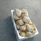 فقع طيب وجديد بشكل يومي طازج شرط كلش كبير