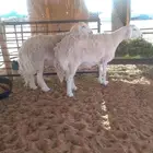 حريات صنف الصنف