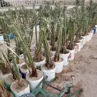 مقول نخل عربي وشنطني