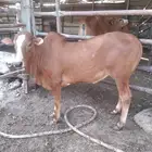 حسيل بلدي زبدة سمين شحم ولحم
