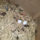 دجاج بياض