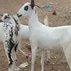 ماعز بيشي فاخر