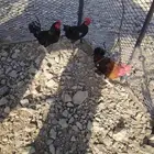 ديوك بلدي