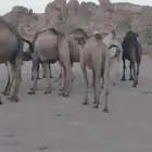 ابل للبيع مع فحله