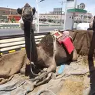رحول مبيوع ولدها الموقع غرب مشذوبة 10 ك