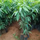 شتلات مانجو للبيع