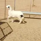 للبيع رخل حريه ورخل نعيميه ظهورها مغلقه جذعات