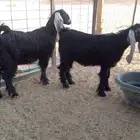جفرتين عوارض