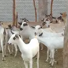 ماعز بيشي وبعض بلدي