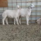 بهم حري تم البيع