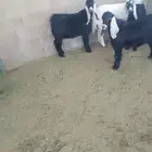 3 تيوس
