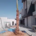نخل واشنطن امريكي زينة