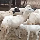 ضان مناتيج جدعات وثنيات