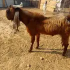 فحول شرط القريع الأحمر رباع والأبيض سديد على جميع الشروط